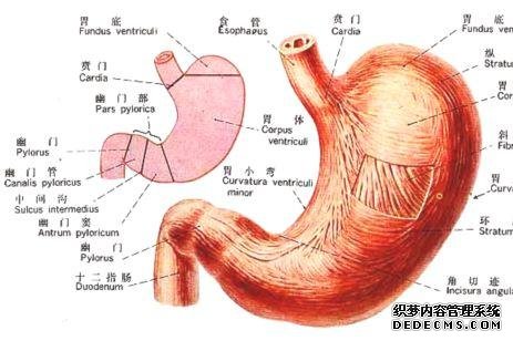 胃窦炎怎么办